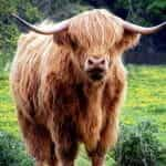 A yak standing in a field of yellow flowers.