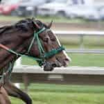 Two horses race around a track.