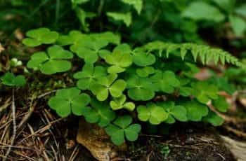 Lucky Irish clovers.