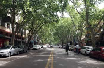 A bicyclist rides in a tree-lined street in Mendoza, Argentina.