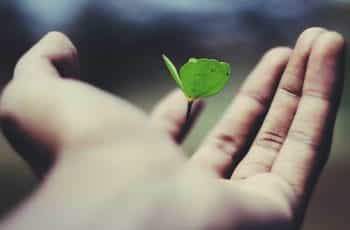 A person’s outstretched palm with a small plant bud growing out of its center.